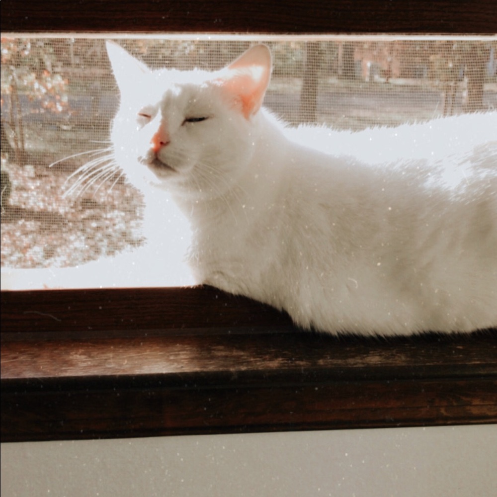 Meet your Posher, Jayne